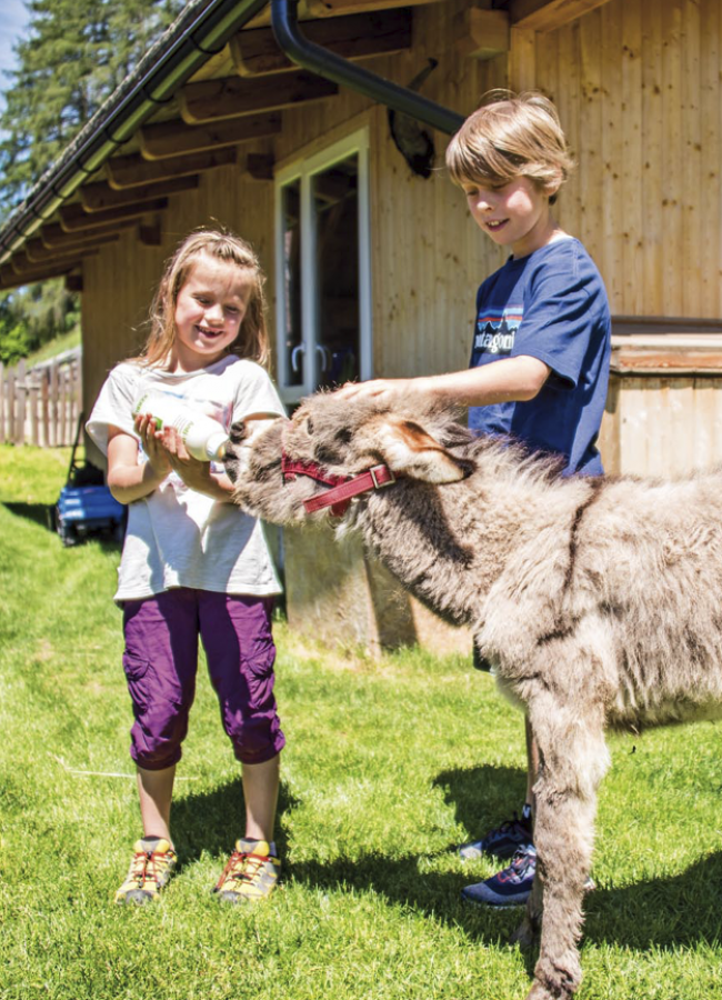 Stabingerhof: Uralub auf dem Bauernhof Kinder beim Füttern eines Esels vom Stabingerhof