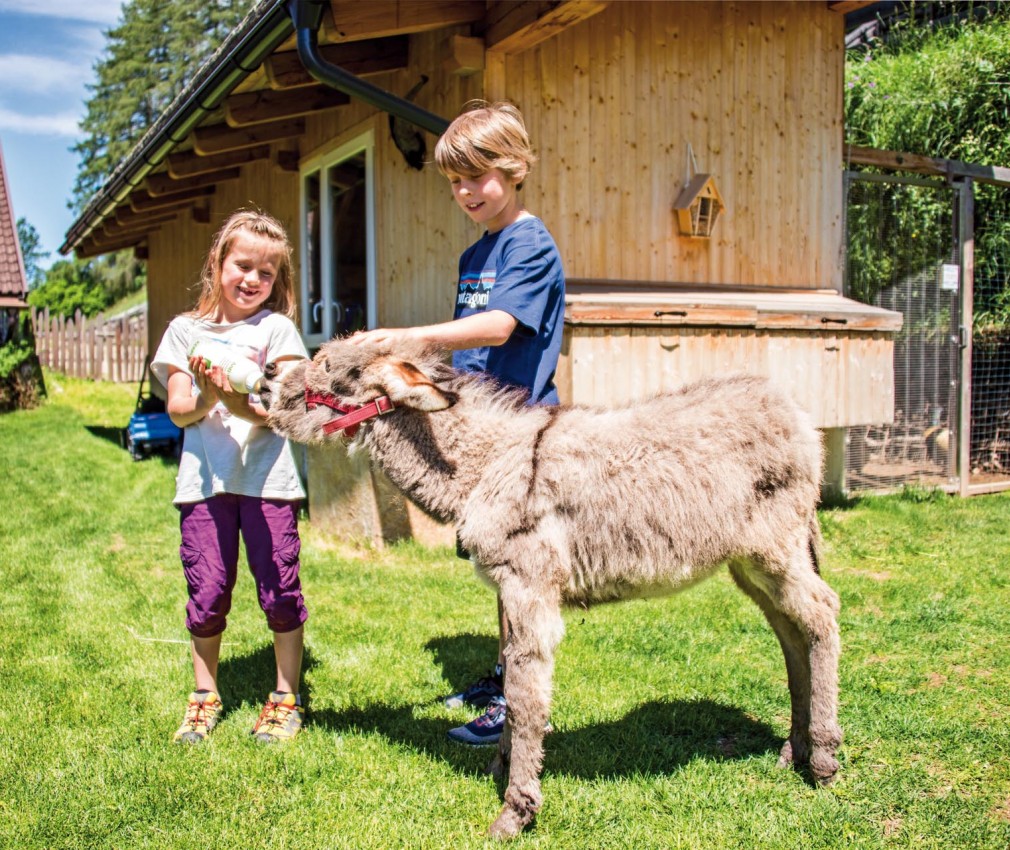 Stabingerhof: Tiere die darauf warten von Klein und Groß gestreichelt zu werden Zwei glückliche Kinder beim Füttern eines jungen Esels vom Stabingerhof in Sexten.